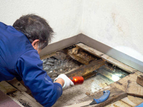 Best Office Mold Removal Services  in Ol, LA