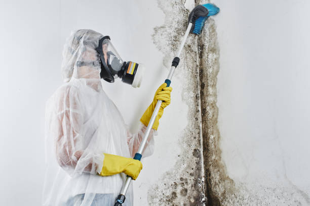 Best Certified Mold Removal  in Ol, LA