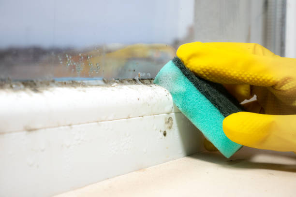 Best Certified Mold Removal  in Ol, LA