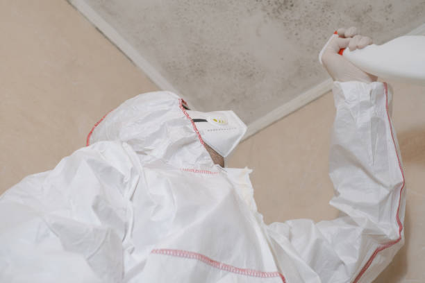 Best Attic Mold Removal  in Ol, LA