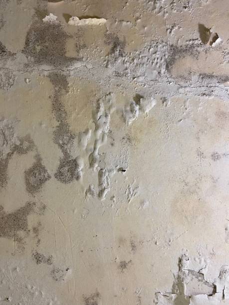 Best Mold Cleaning Services  in Ol, LA